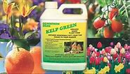 Southern Ag 32 oz. Kelp Green Organic Liquid Fertilizer 100509323