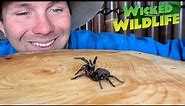 Worlds Most Venomous Spider -The Sydney Funnel-Web