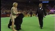 The 2004 Westminster Kennel Club - Josh the Newfoundland