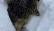 Woman Frees Porcupine Trapped in Snow | Hero of the Week