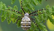 10 Spiders in Kentucky