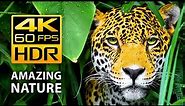 Amazing Colors of Nature in 4K HDR 60fps - Tropical Animals and Relaxing Music