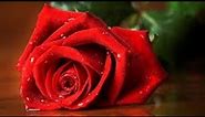 Top 25 Most Beautiful Red Roses |Rose flower pictures | Roses |