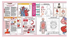 Human Body Activity Tray Resource Pack