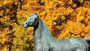 University of Vermont Morgan Horse Farm- Living History