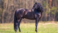 Black Horse Breeds (13 Beautiful Dark Steeds) - AHF