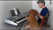 I taught my dog to play the piano