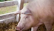 Discover the 10 Largest Pigs in the World