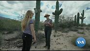 Saguaros: Arizona's Iconic Cacti