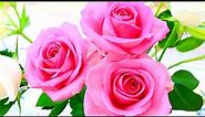 4K - Most beautiful rose flowers, flower shrubs and colorful garden that you may have never seen