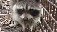 Close Up of a Raccoon Eating a Chicken Bone