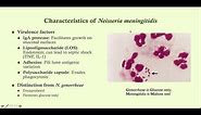 Neisseria meningitidis (meningococcal meningitis) - Microbiology Boot Camp