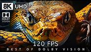 8K Video Ultra HD 120 | Best of Dolby Vision 8K 120fps