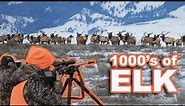We Found the WORLDS LARGEST HERD OF ELK!!! {Catch Clean Cook} Sarah's First Elk Hunt