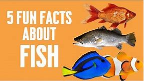 5 Fun Facts about Fish