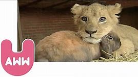 Lion Cub Plays with Dog and Rabbit