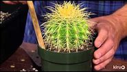 How to repot cacti & succulents|Jeff Pavlat|Central Texas Gardener