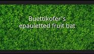 Buettikofer's epauletted fruit bat