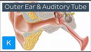 Ear Anatomy: Outer Ear and Auditory Tube (preview) - Human Anatomy | Kenhub
