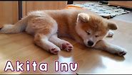 AKITA INU - The Life Of A Japanese Akita Puppy | 秋田犬