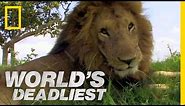 Lion vs. Lion | World's Deadliest