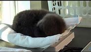 Baby Sea Otter Joey: His First Days at the Rescue Centre