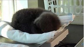 Baby Sea Otter Joey: His First Days at the Rescue Centre