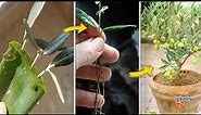 How to grow an Olive tree from cuttings - Best Way to propagate