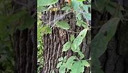 Toxicodendron radicans (Anacardiaceae) poison-ivy