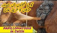 Viral Warts Treatment In Cattle | Papillomatosis In Cows In Hindi | Bovine Papilloma Treatment