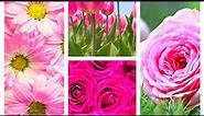 Pink Flowers Stunning Wallpapers For Background, Mobile Phone @Nature Beautiful Wallpapers