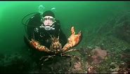 Northern Lobsters of Maine | JONATHAN BIRD'S BLUE WORLD