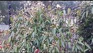 Evergreen Clematis / Clematis armandii