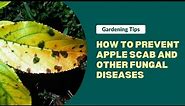 Apple Scab and Fungal Disease Prevention