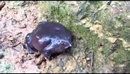 Calls of an Indian Purple Frog