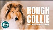 Rough Collie 101: Everything You Need To Know