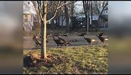 Why These Turkeys Circling A Dead Cat Remind Us How Amazing Nature Can Be
