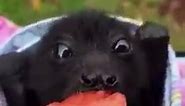 Flying fox aka fruit bat eating watermelon.. 😊🎥 IG: wingspawsnclaws | Mother Earth