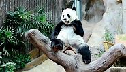 Download Giant Panda eating bamboo  for free