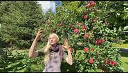 Semi Dwarf vs Standard Apple Trees