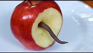 WORM IN APPLE!