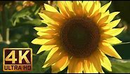 [4K Ultra HD] Sunflower Fields - Beautiful Natural Scenery with Nature Sounds - Trailer