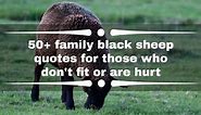 50  family black sheep quotes for those who don't fit or are hurt