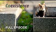 Wild Hamsters Thriving in Viennese Graveyards | Coexistence | BBC Earth