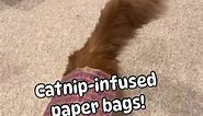 We’re having so much fun playing with these catnip-infused paper bags that our auntie gave us for Christmas! What was your favorite Christmas present? #catnip #catsonfacebook #funnycatvideo | Tony Teddy Maine Coons
