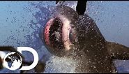 The Most Epic Shark Week Moments! | Shark Week's 50 Best Bites | SHARK WEEK 2018