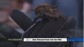 Nebraska Wildlife Rehab Bat Release