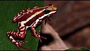 Did You Know? Incredible Striped Rocket Frog Facts