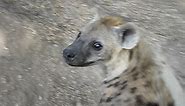 its just a hyena