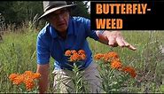 Butterfly-weed (Asclepias tuberosa) Profile
